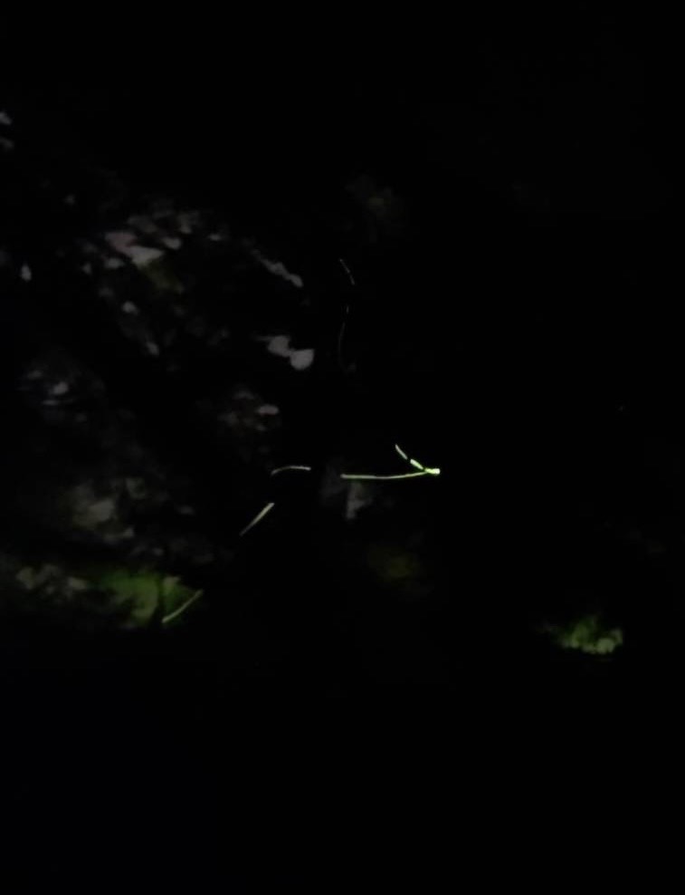 S__86007820_0